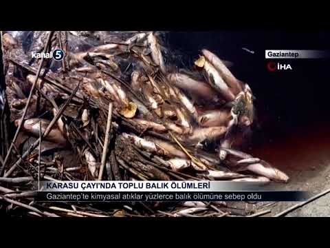 Karasu Çayı’nda Toplu Balık Ölümleri