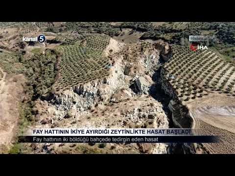 Fay Hattının İkiye Ayırdığı Zeytinlikte Hasat Başladı