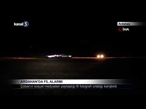 Ardahan’da Fil Alarmı