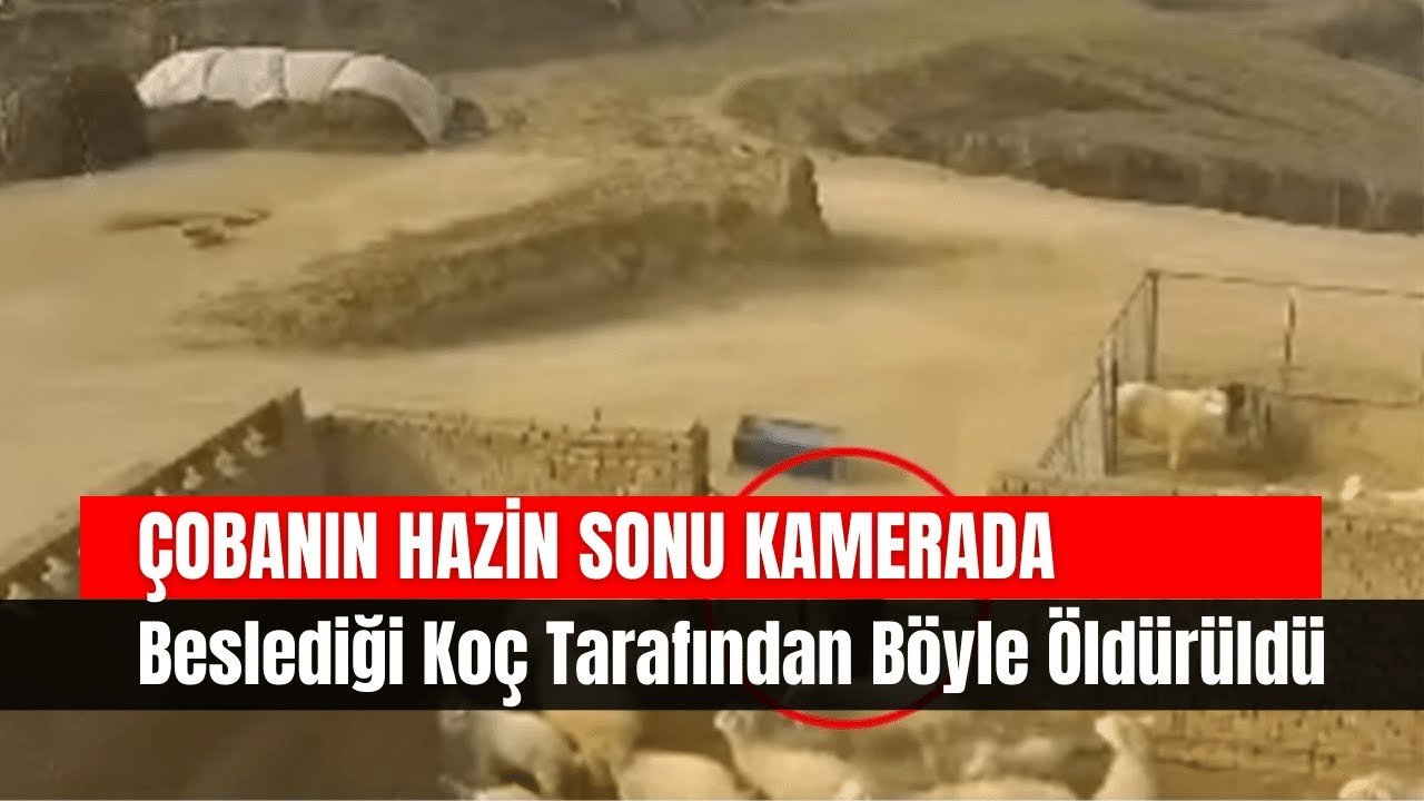 Çobanın Hazin Sonu Kamerada