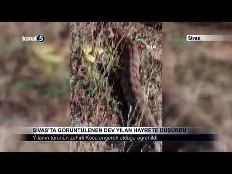 Sivas’ta Görüntülenen Dev Yılan Hayrete Düşürdü