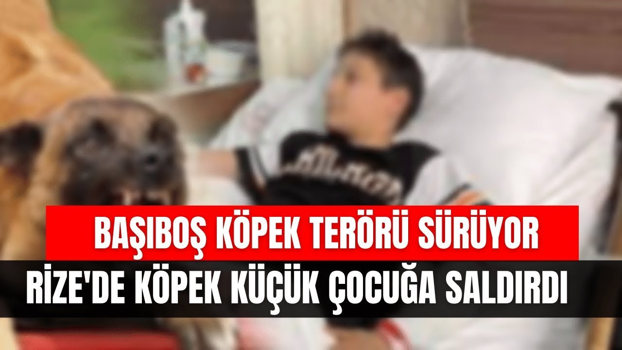Başıboş Köpek Terörü Sürüyor