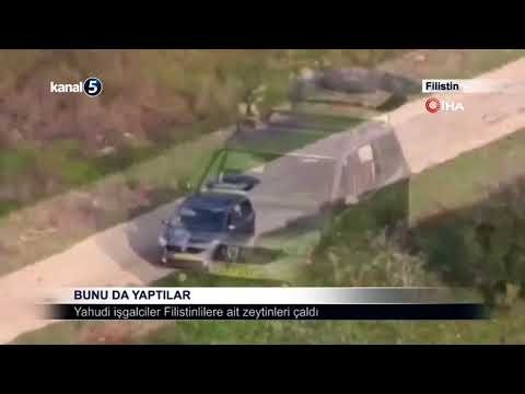 Yahudi işgalciler Filistinlilere ait zeytinleri çaldı
