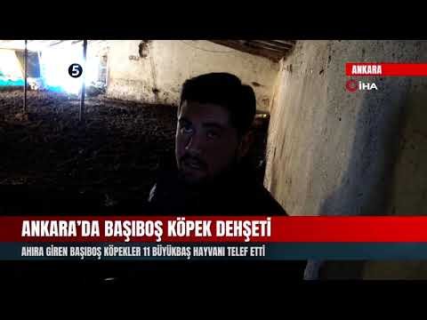 Ankara’da Başıboş Köpek Dehşeti