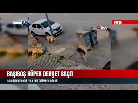 Başıboş Köpek Dehşet Saçtı