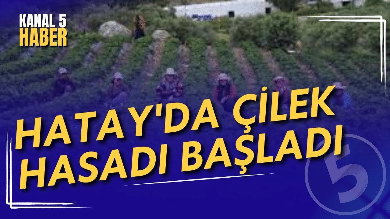 Hatay’da Çilek Hasadı Başladı