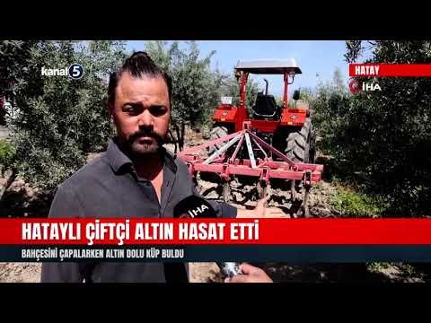 Hataylı Çiftçi Altın Hasat Etti