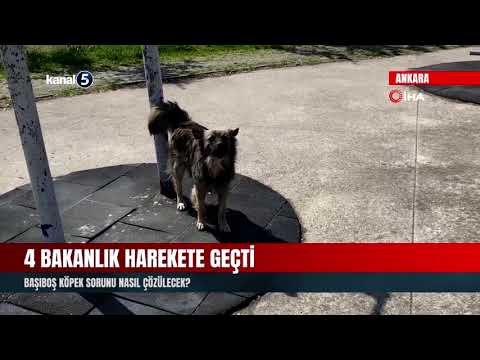 4 Bakanlık Harekete Geçti | Başıboş Köpek Sorunu Nasıl Çözülecek?