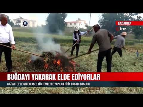 Buğdayı Yakarak Elde Ediyorlar | Gaziantep’te Geleneksel Yöntemlerle Yapılan Firik Hasadı Başladı