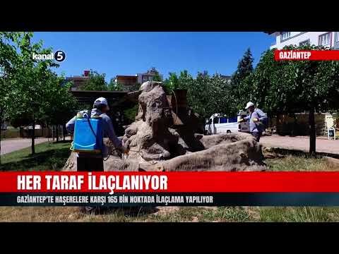 Her Taraf İlaçlanıyor