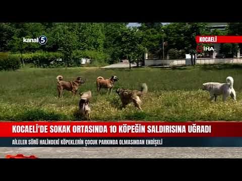 Kocaeli’de Sokak Ortasında 10 Köpeğin Saldırısına Uğradı