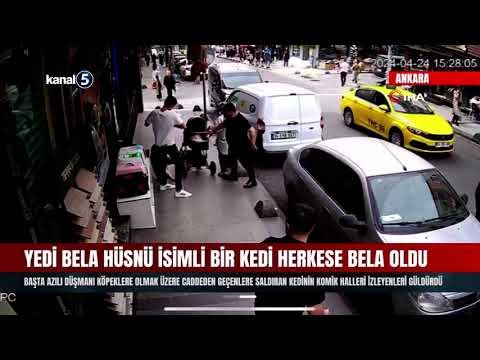 Yedi Bela Hüsnü İsimli Bir Kedi Herkese Bela Oldu