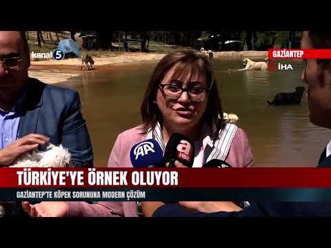 Türkiye’de gündem olan köpek sorununa Gaziantep’te örnek çözüm