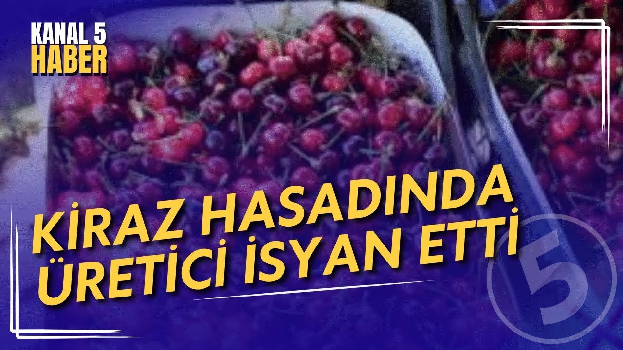 Tarlada 39 Markette 199 Lira | Kiraz Hasadında Üretici İsyan Etti