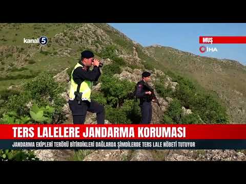 Ters Lalelere Jandarma Koruması