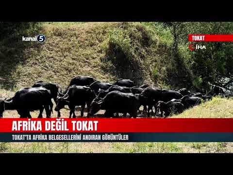 Afrika Değil Tokat | Tokat’ta Afrika Belgesellerini Andıran Görüntüler