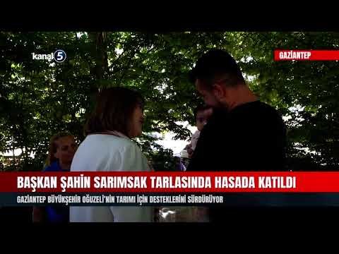 Başkan Şahin Sarımsak Tarlasında Hasada Katıldı