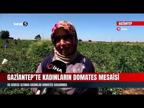 Gaziantep’te Kadınların Domates Mesaisi | 45 Derece Altında Kadınlar Domates Hasadında