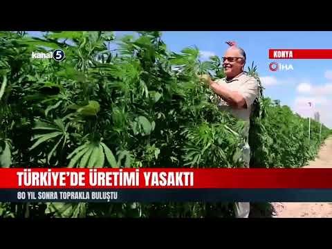 Türkiye’de Üretimi Yasaktı | 80 Yıl Sonra Toprakla Buluştu