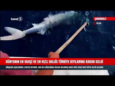 Dünyanın En Vahşi Ve En Hızlı Balığı Türkiye Kıyılarına Kadar Geldi