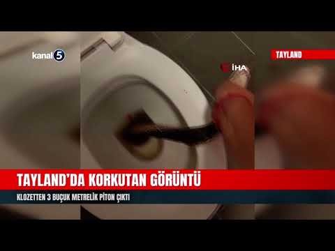 Klozetten 3 Buçuk Metrelik Piton Çıktı | Tayland’da Korkutan Görüntü