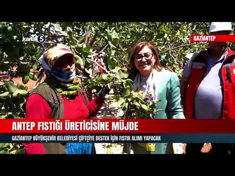 Antep Fıstığı Üreticisine Müjde | Büyükşehir Belediyesi Çiftçiye Destek İçin Fıstık Alımı Yapacak