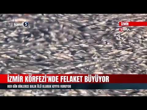İzmir Körfezi’nde Felaket Büyüyor | Her Gün Binlerce Balık Ölü Olarak Kıyıya Vuruyor