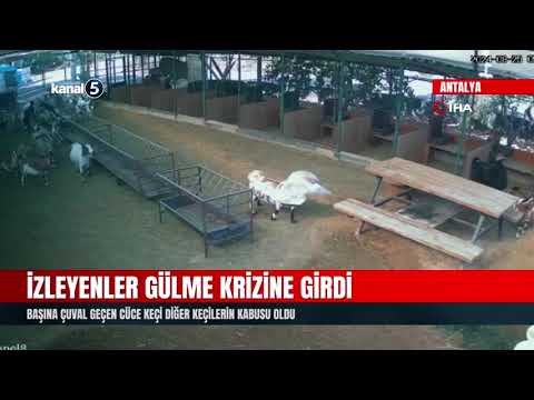 İzleyenler Gülme Krizine Girdi | Başına Çuval Geçen Cüce Keçi Diğer Keçilerin Kabusu Oldu