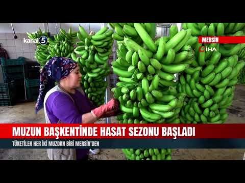 Muzun Başkentinde Hasat Sezonu Başladı | Tüketilen Her İki Muzdan Biri Mersin’den