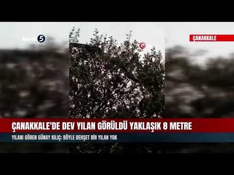Çanakkale’de Dev Yılan Görüldü Yaklaşık 8 Metre