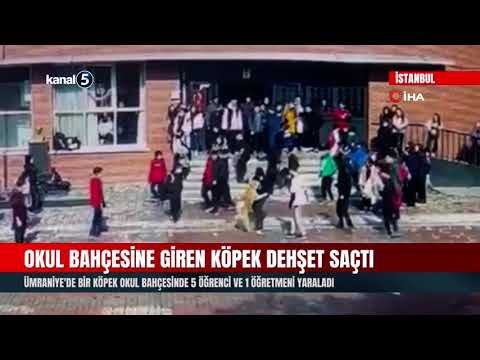 Okul Bahçesine Giren Köpek Dehşet Saçtı | 5 Öğrenci Ve 1 Öğretmen Yaralı