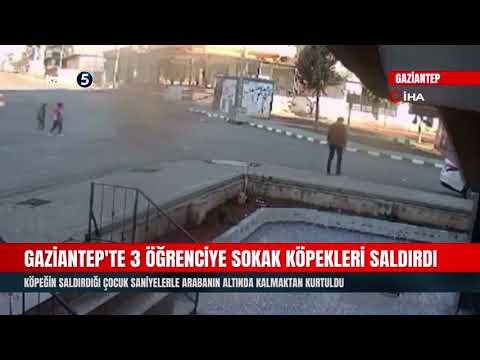 Gaziantep’te 3 Öğrenciye Sokak Köpekleri Saldırdı