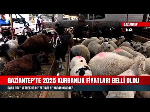 Gaziantep’te 2025 Kurbanlık Fiyatları Belli Oldu