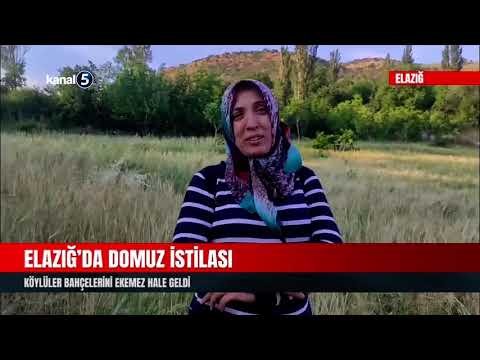 Elazığ’da Domuz İstilası | Köylüler Bahçelerini Ekemez Hale Geldi