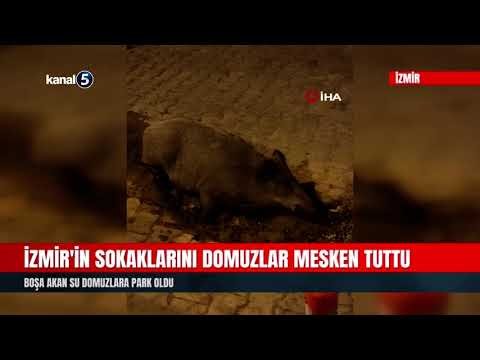 İzmir’in Sokaklarını Domuzlar Mesken Tuttu