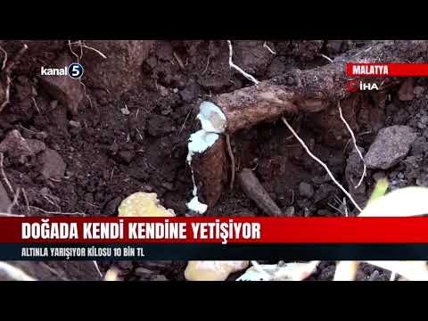 Doğada Kendi Kendine Yetişiyor | Altınla Yarışıyor Kilosu 10 Bin TL