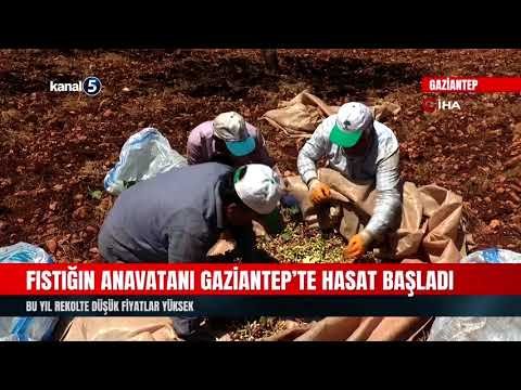 Fıstığın Anavatanı Gaziantep’te Hasat Başladı | Bu Yıl Rekolte Düşük Fiyatlar Yüksek