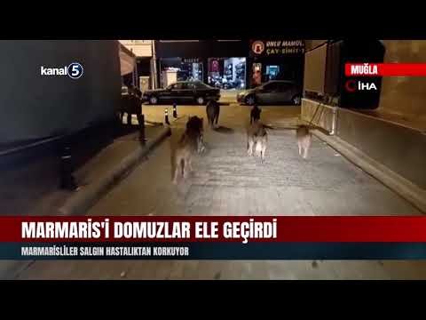 Marmaris’i Domuzlar Ele Geçirdi | Marmarisliler Salgın Hastalıktan Korkuyor