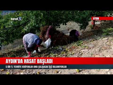 Aydın’da Hasat Başladı | 5 Bin TL Yevmiye Veriyorlar Ama Çalışacak İşçi Bulamıyorlar
