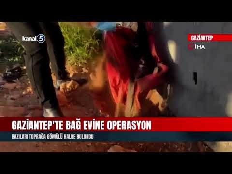 Gaziantep’te Bağ Evine Operasyon | Bazıları Toprağa Gömülü Halde Bulundu