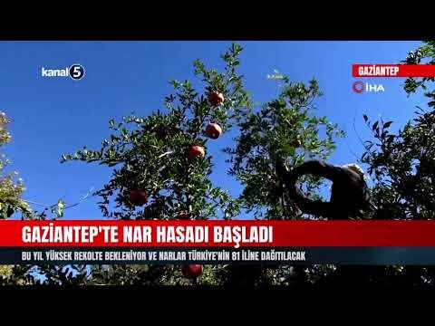 Gaziantep’te Nar Hasadı Başladı