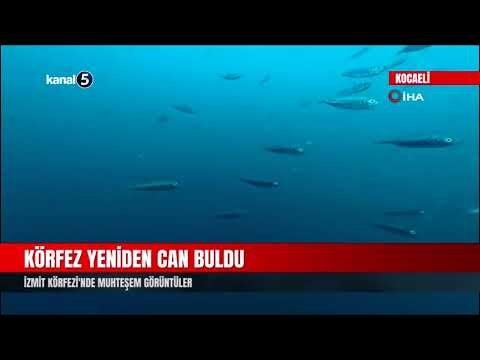 Körfez Yeniden Can Buldu | İzmit Körfezi’nde Muhteşem Görüntüler