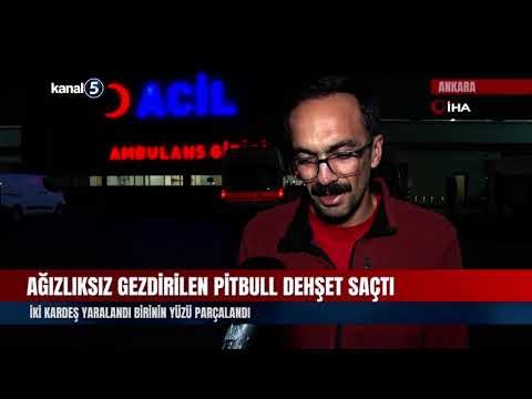 Ağızlıksız Gezdirilen Pitbull Dehşet Saçtı | Çocuğun Yüzü Paramparça Oldu