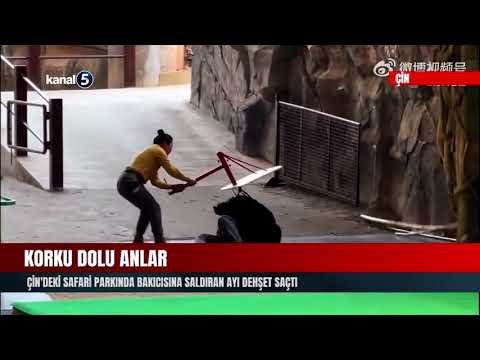 Korku Dolu Anlar | Çin’deki Safari Parkında Bakıcısına Saldıran Ayı Dehşet Saçtı