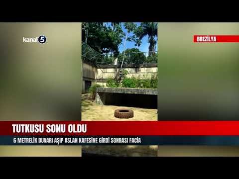 Tutkusu Sonu Oldu | 6 Metrelik Duvarı Aşıp Aslan Kafesine Girdi Sonrası Facia