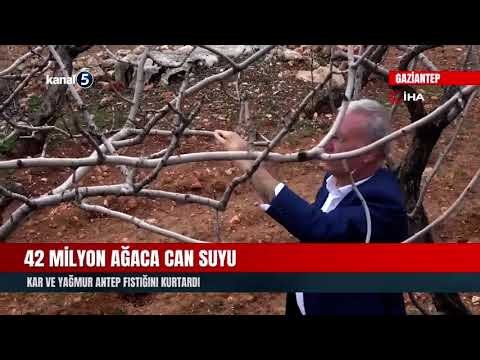 42 Milyon Ağaca Can Suyu | Kar Ve Yağmur Antep Fıstığını Kurtardı