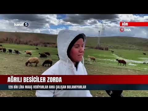 Ağrılı Besiciler Zorda | 120 Bin Lira Maaş Veriyorlar Ama Çalışan Bulamıyorlar