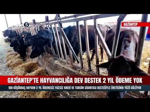 Gaziantep’te Hayvancılığa Dev Destek 2 Yıl Ödeme Yok