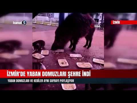 İzmir’de Yaban Domuzları Şehre İndi | Kedilerle Birlikte Besleniyorlar