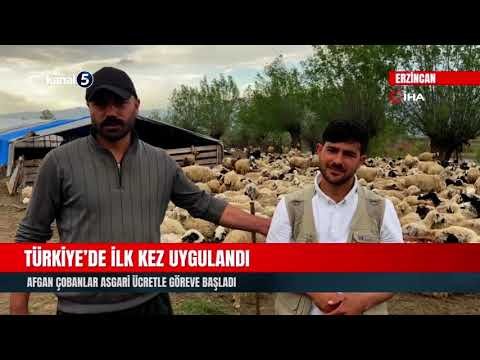 Türkiye’de İlk Kez Uygulandı | Afgan Çobanlar Asgari Ücretle Göreve Başladı